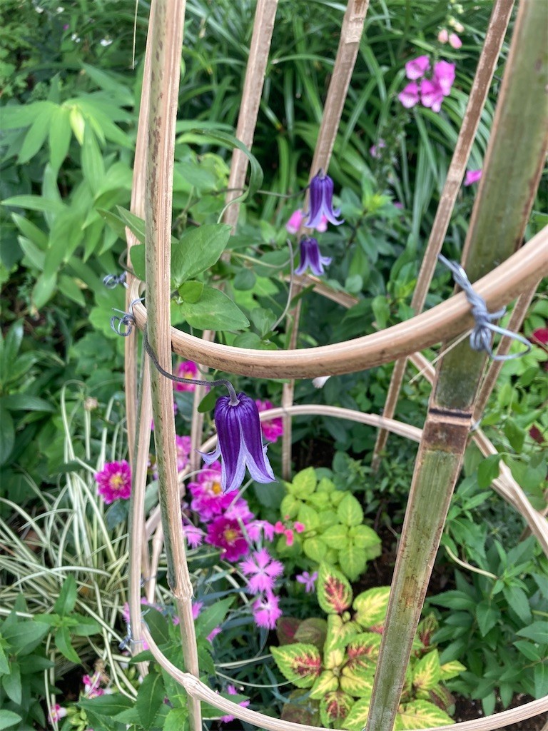 f:id:Magnoliarida:20210605211128j:image