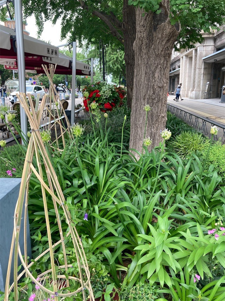 f:id:Magnoliarida:20210605211142j:image