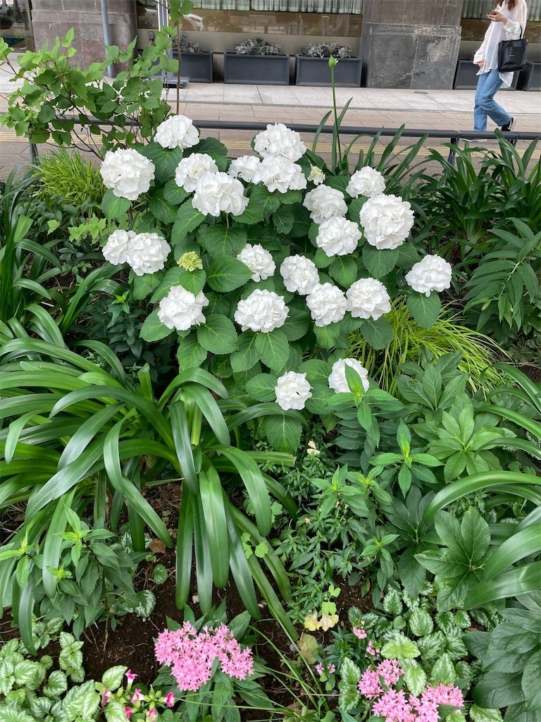 f:id:Magnoliarida:20210605211147j:image