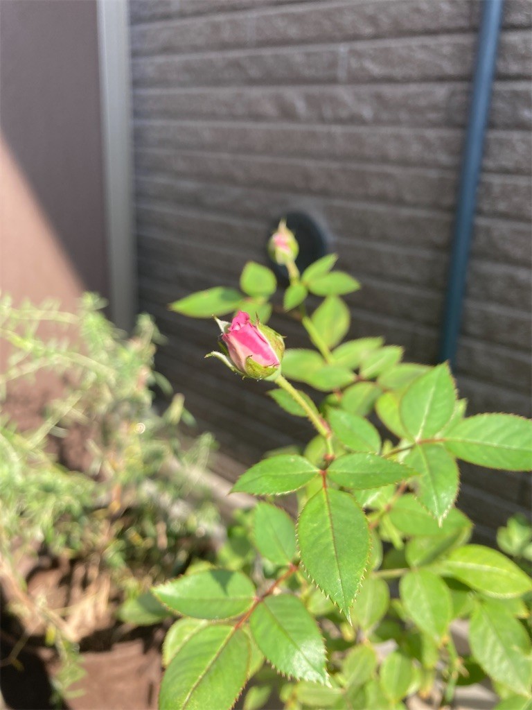 f:id:Magnoliarida:20210611074130j:image