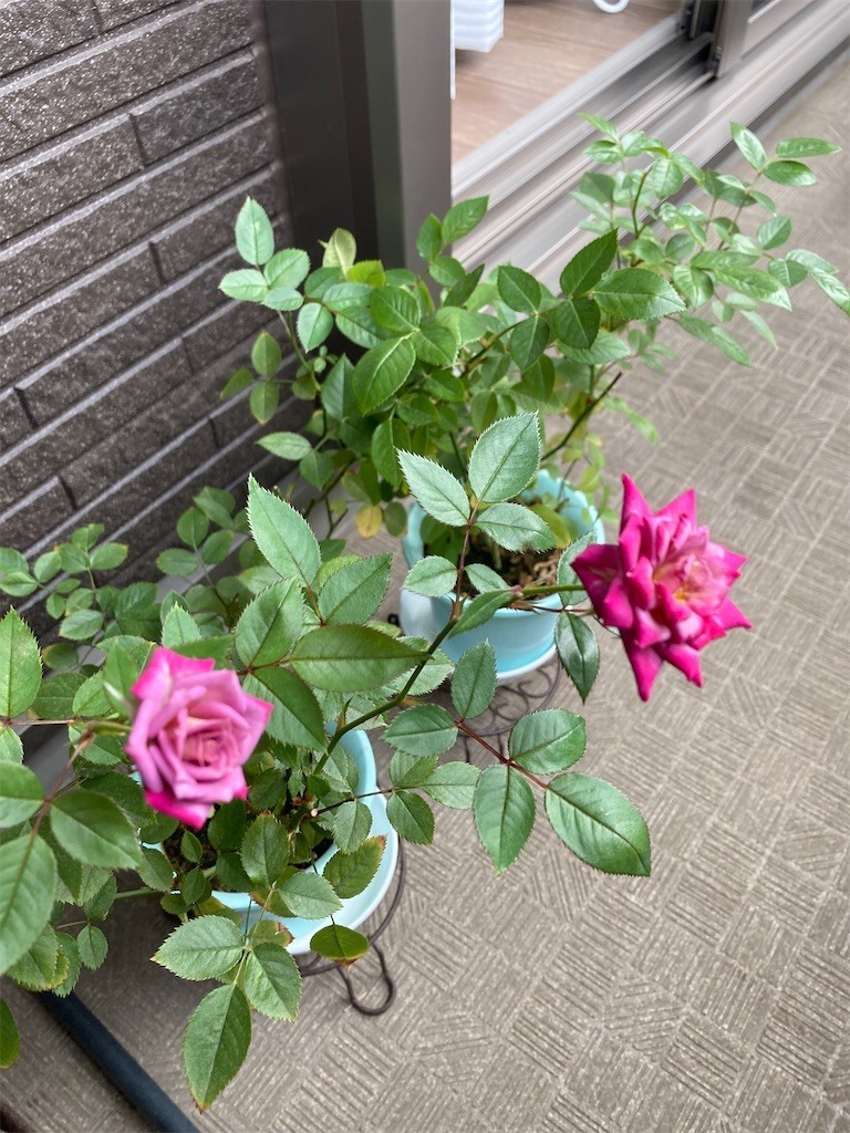 f:id:Magnoliarida:20210613090231j:image f:id:Magnoliarida:20210613090231j:image