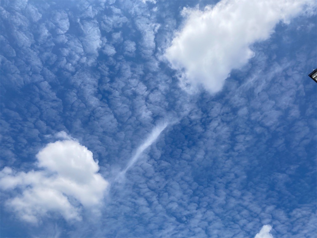 f:id:Magnoliarida:20210618095558j:image