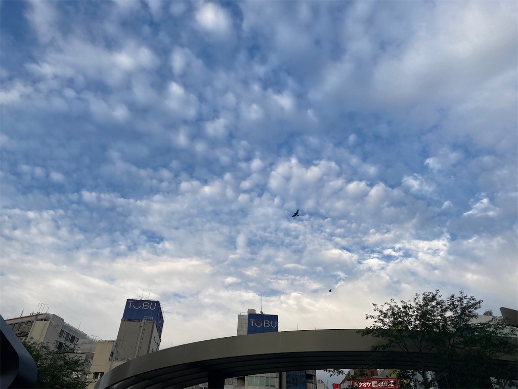 f:id:Magnoliarida:20210623013910j:image f:id:Magnoliarida:20210623013910j:image