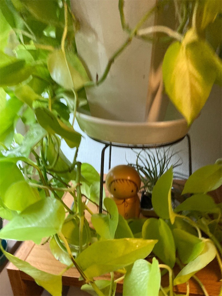 f:id:Magnoliarida:20210630154435j:image