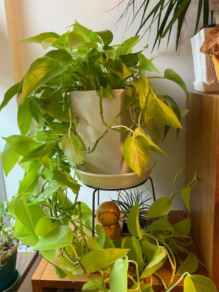 f:id:Magnoliarida:20210630154931j:image