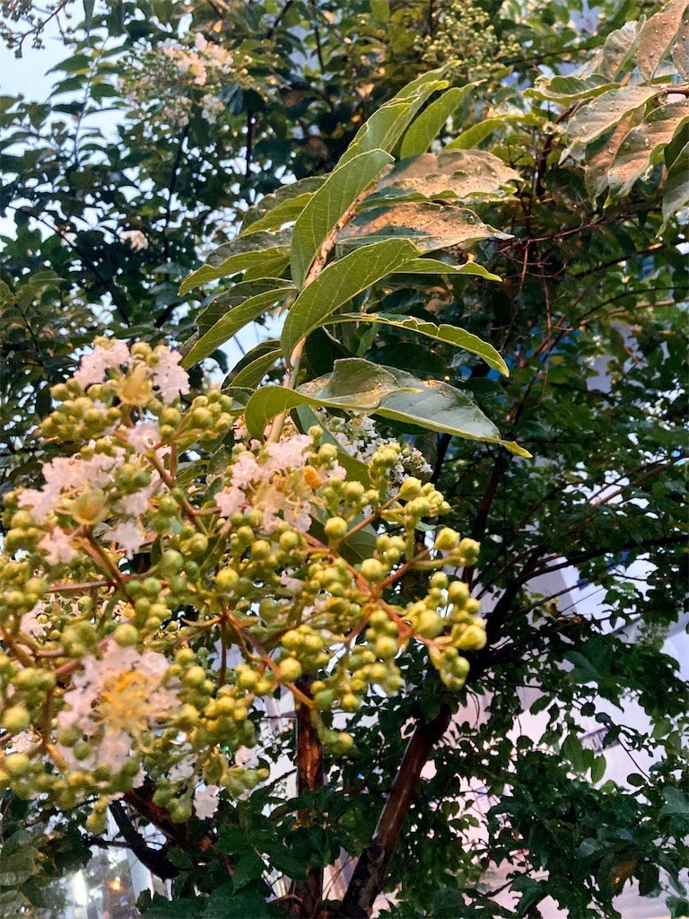 f:id:Magnoliarida:20210705074556j:image f:id:Magnoliarida:20210705074556j:image