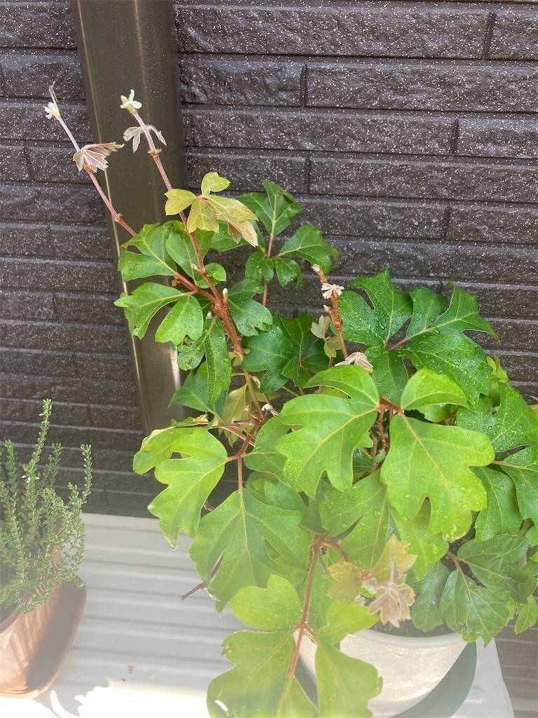 f:id:Magnoliarida:20210710085231j:image f:id:Magnoliarida:20210710085231j:image