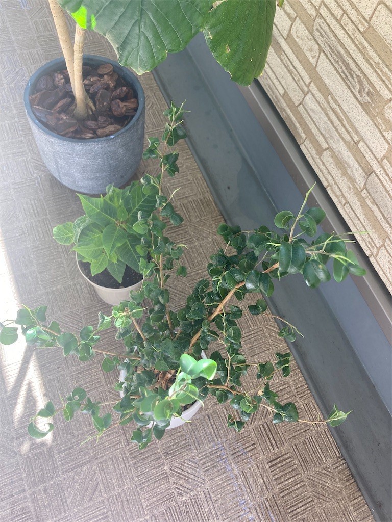 f:id:Magnoliarida:20210710085315j:image f:id:Magnoliarida:20210710085315j:image