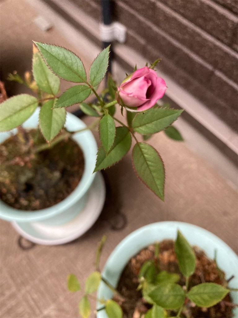 f:id:Magnoliarida:20210812055259j:image f:id:Magnoliarida:20210812055259j:image