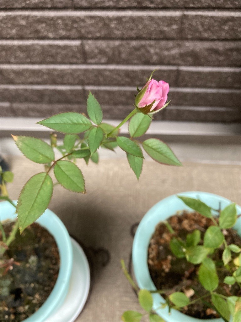 f:id:Magnoliarida:20210812055302j:image f:id:Magnoliarida:20210812055302j:image