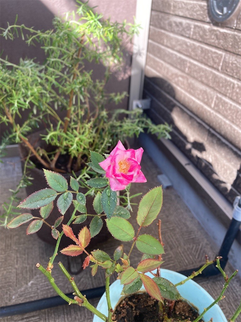 f:id:Magnoliarida:20210820092139j:image