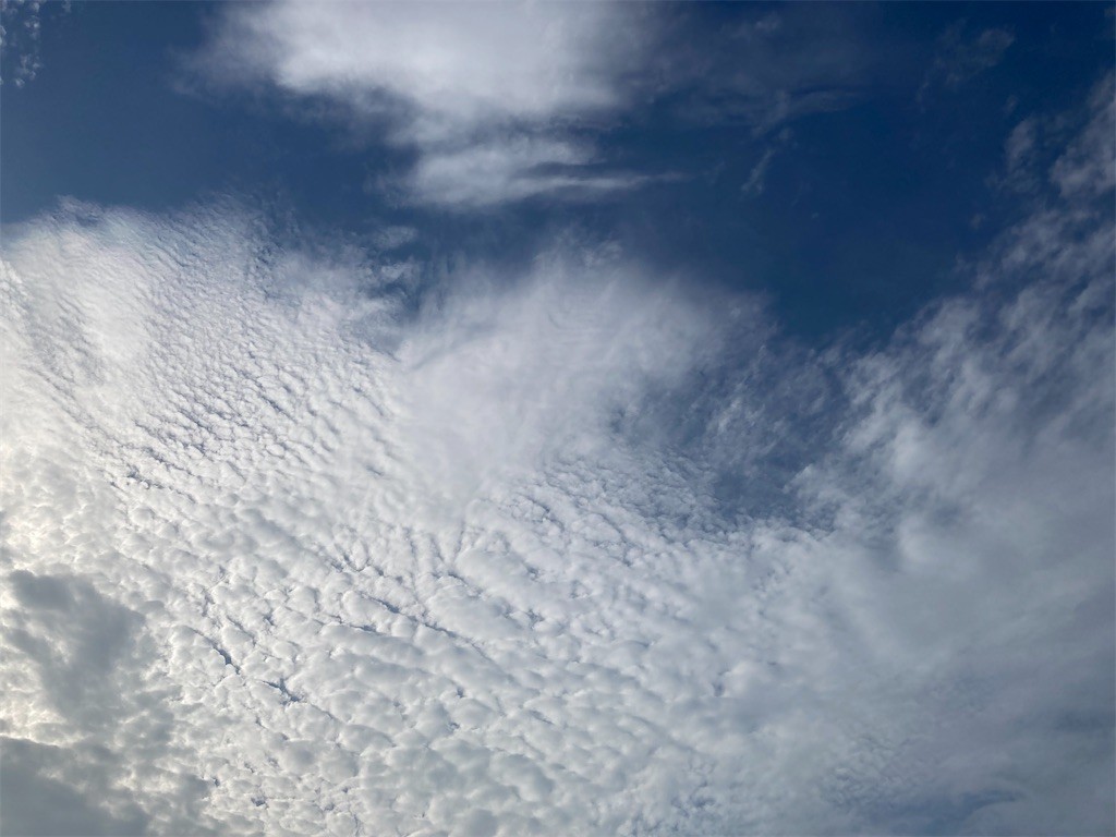 f:id:Magnoliarida:20210824090211j:image