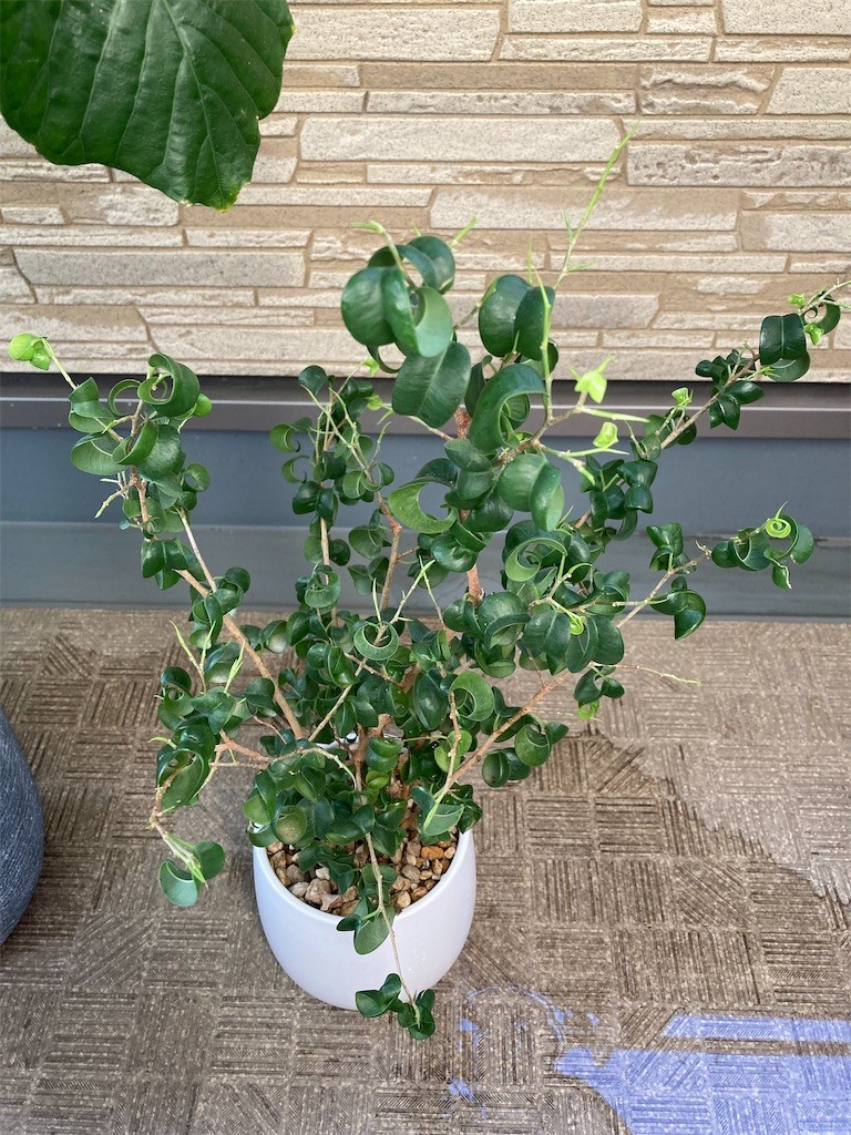 f:id:Magnoliarida:20210908063820j:image