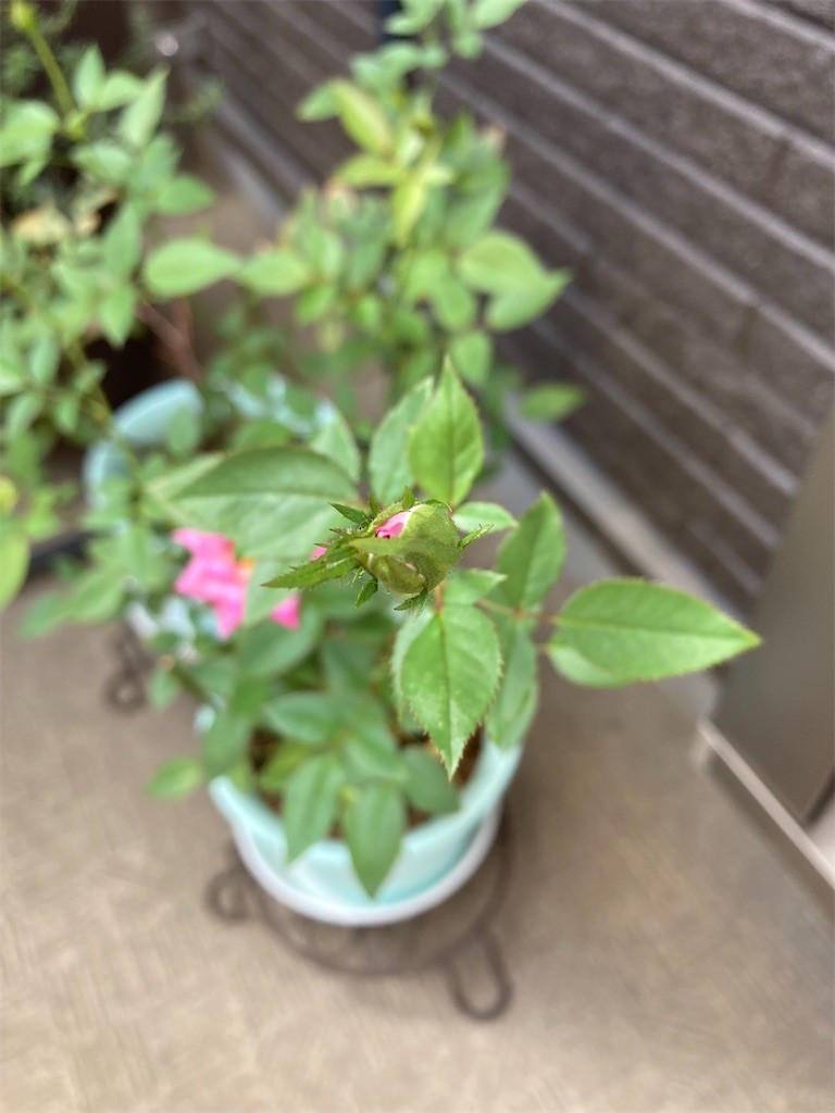 f:id:Magnoliarida:20210921143309j:image f:id:Magnoliarida:20210921143309j:image