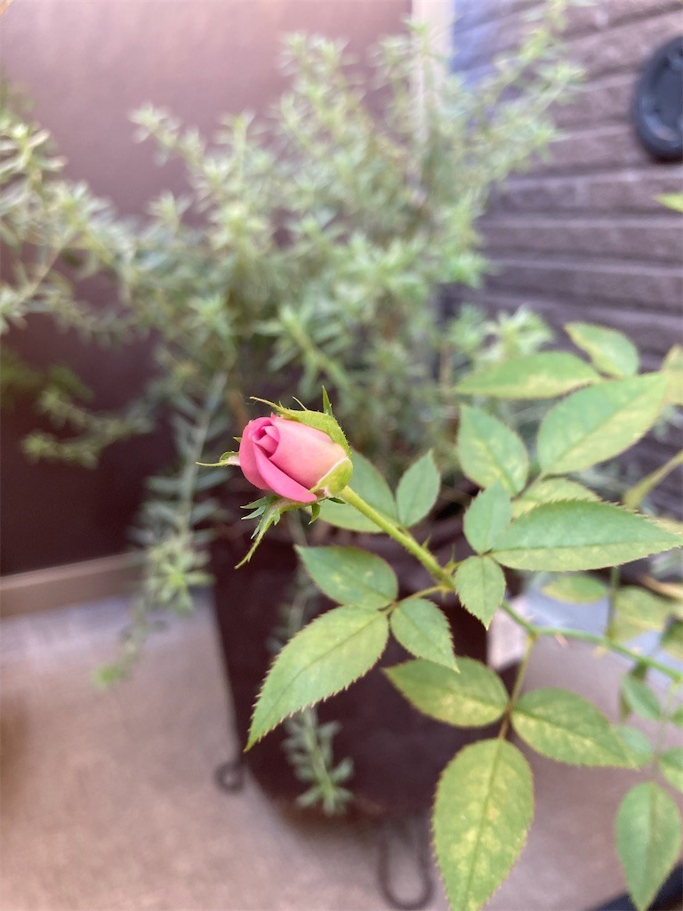 f:id:Magnoliarida:20210924084748j:image f:id:Magnoliarida:20210924084748j:image