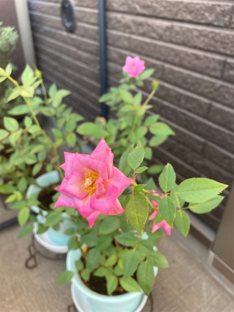 f:id:Magnoliarida:20210924084750j:image f:id:Magnoliarida:20210924084750j:image