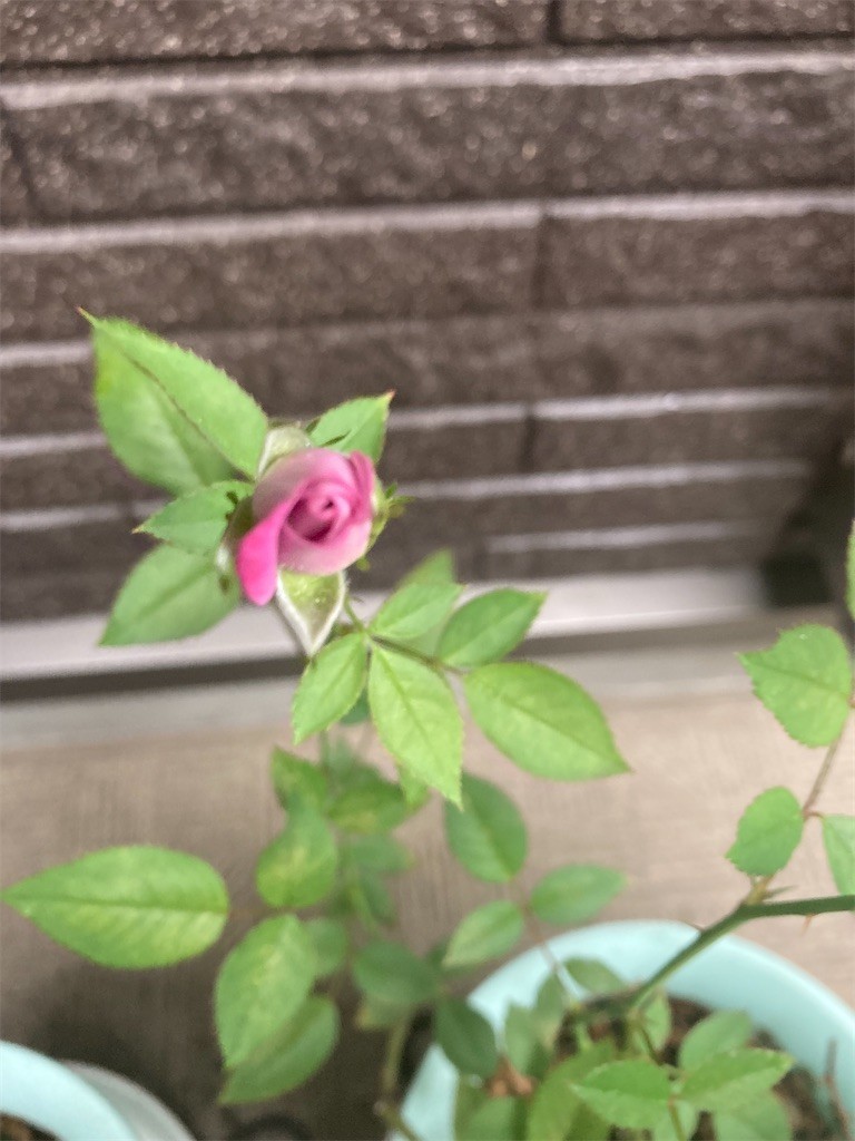 f:id:Magnoliarida:20210926075003j:image