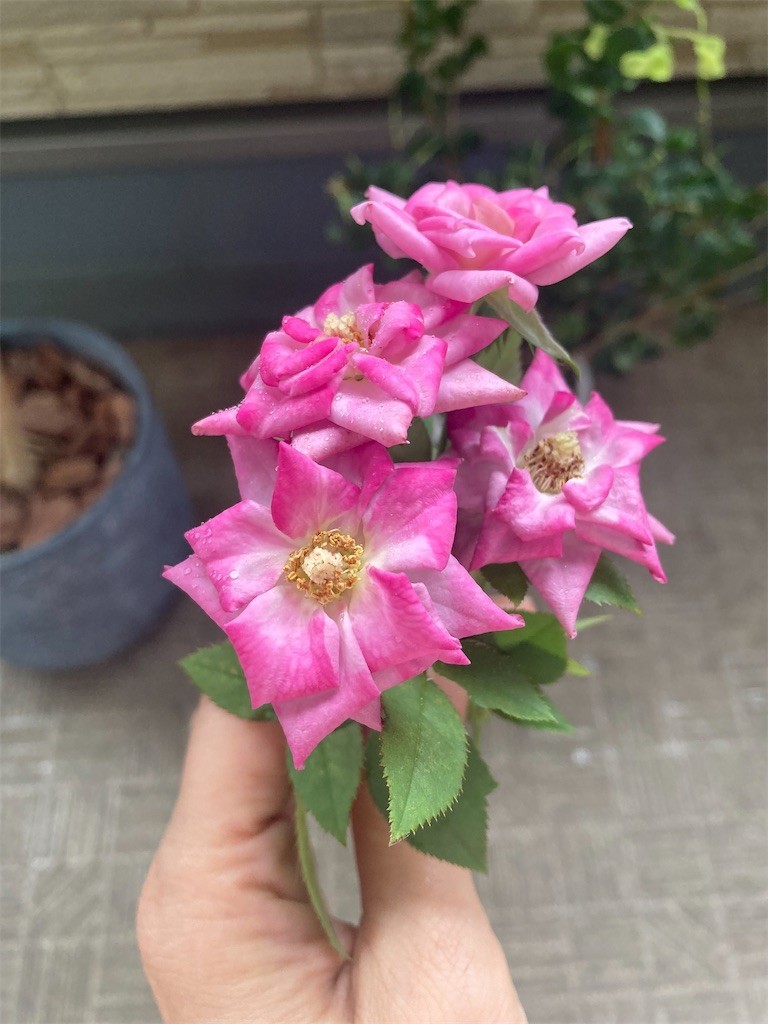 f:id:Magnoliarida:20210926075022j:image