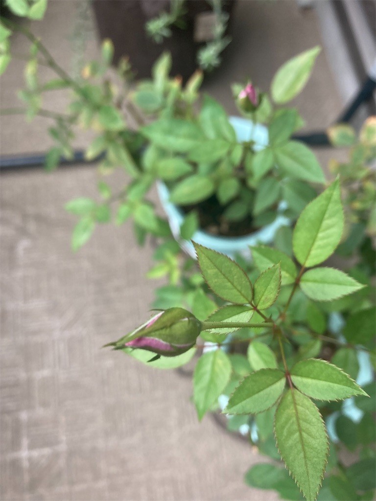 f:id:Magnoliarida:20210926075025j:image