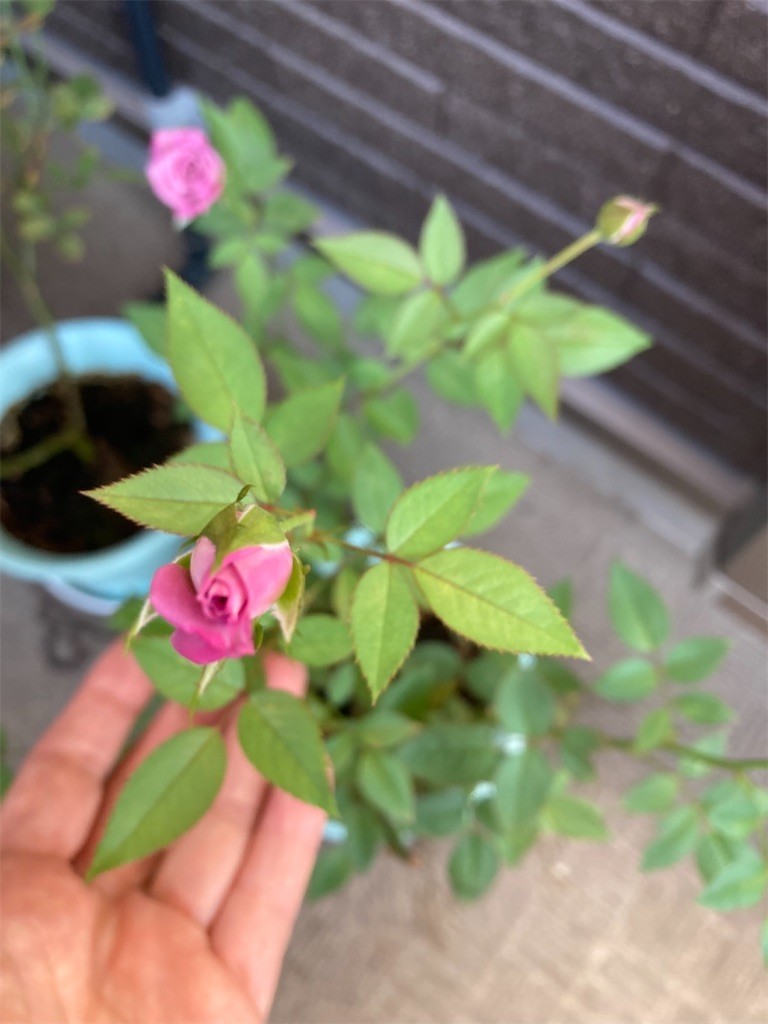 f:id:Magnoliarida:20210928083441j:image f:id:Magnoliarida:20210928083441j:image