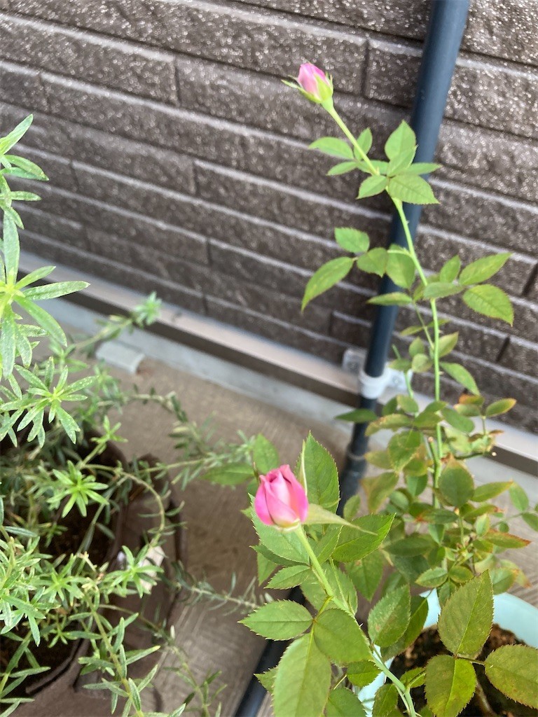 f:id:Magnoliarida:20210928083444j:image f:id:Magnoliarida:20210928083444j:image