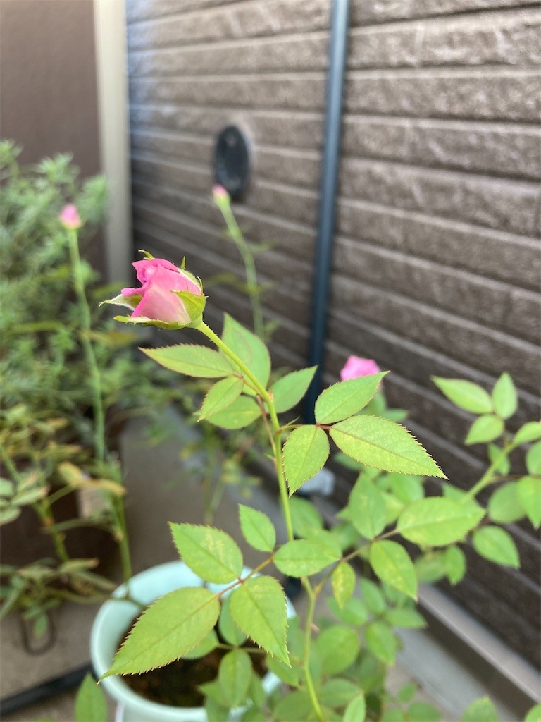 f:id:Magnoliarida:20210928083456j:image f:id:Magnoliarida:20210928083456j:image