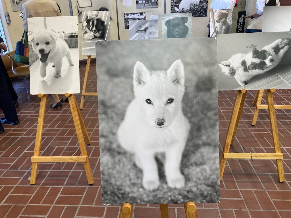 f:id:Magnoliarida:20211002214431j:image