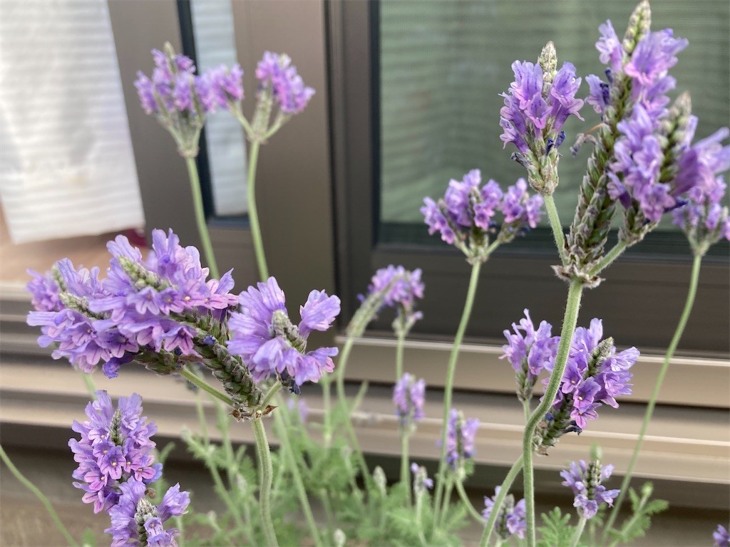 f:id:Magnoliarida:20211021074031j:image