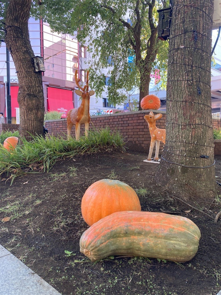 f:id:Magnoliarida:20211024203707j:image