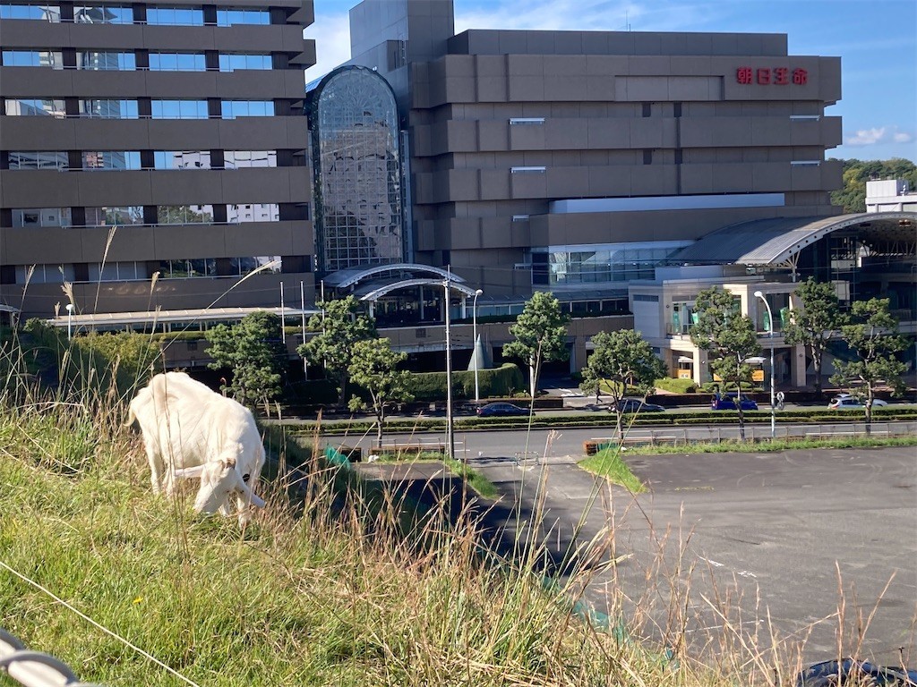 f:id:Magnoliarida:20211024204035j:image