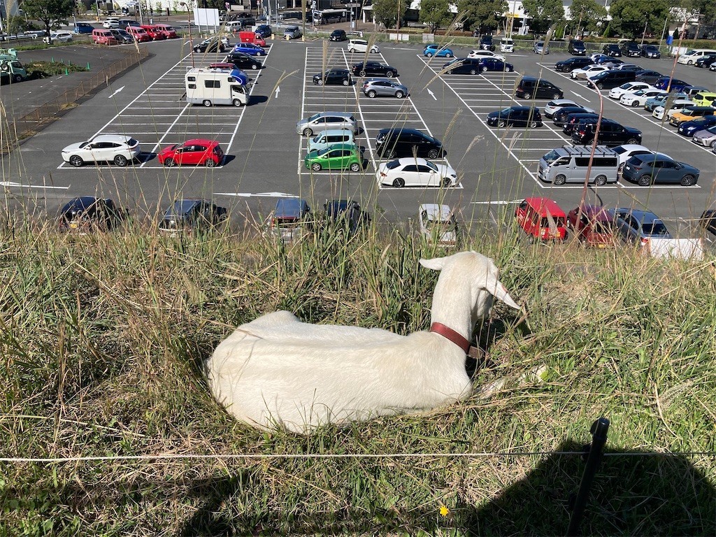 f:id:Magnoliarida:20211024204041j:image