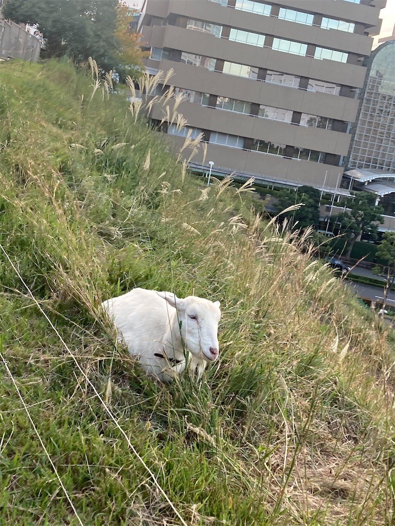 f:id:Magnoliarida:20211024204535j:image