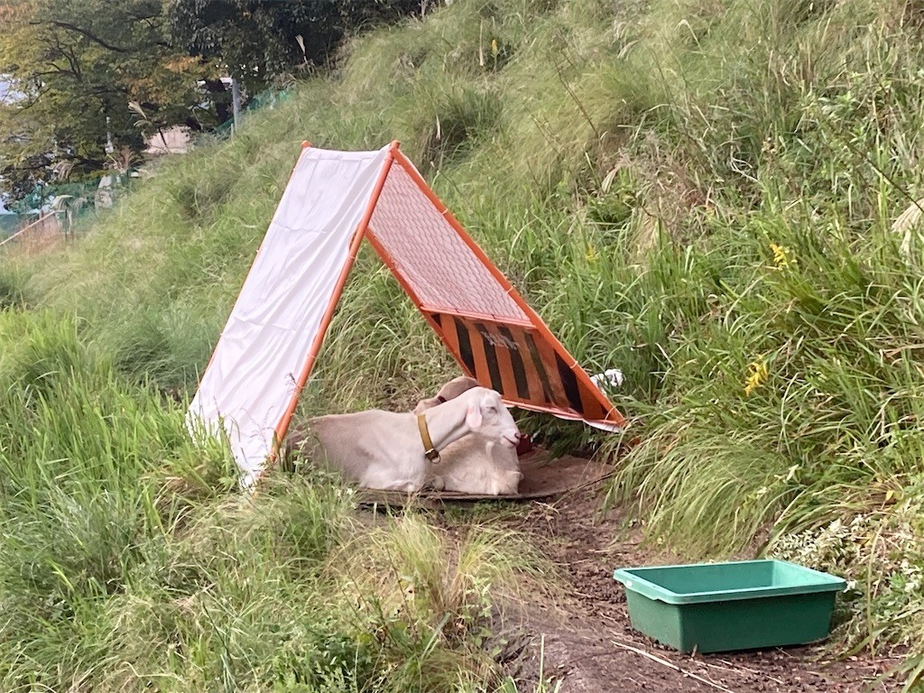 f:id:Magnoliarida:20211024204544j:image