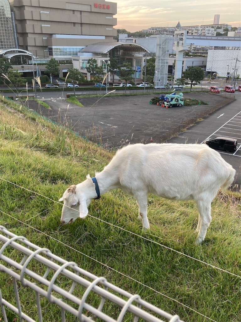 f:id:Magnoliarida:20211024204549j:image