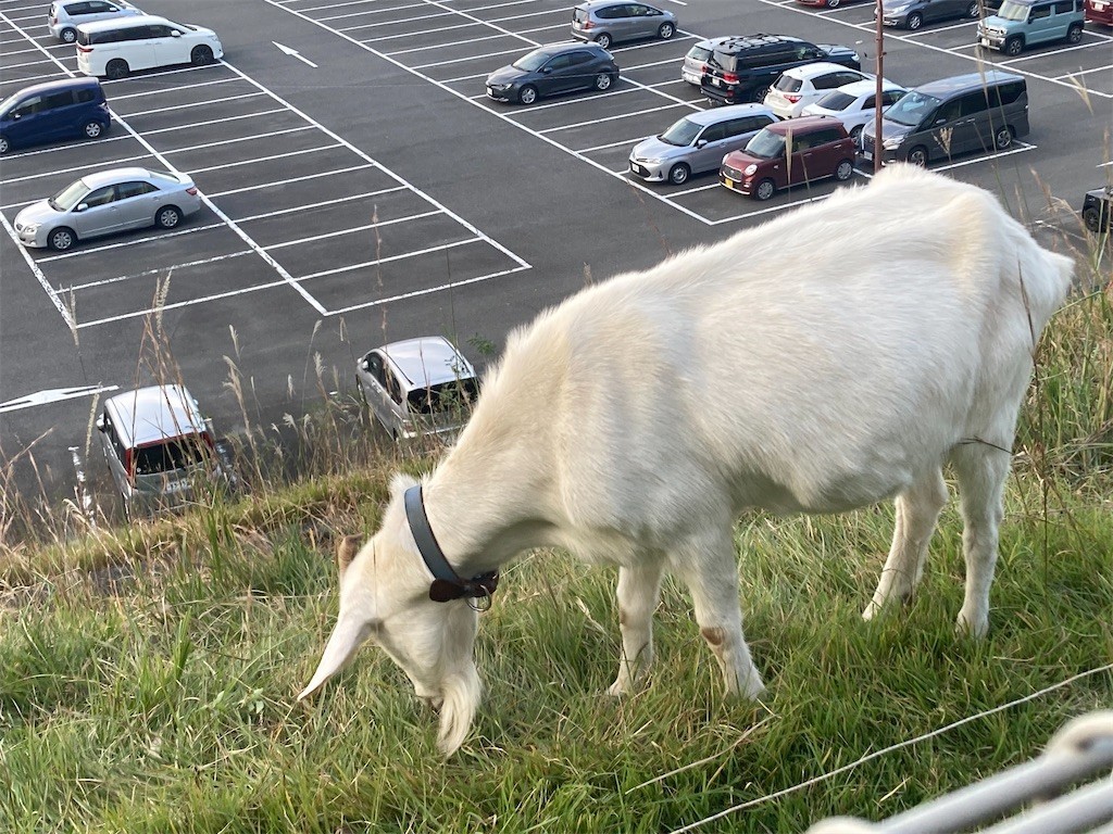 f:id:Magnoliarida:20211024204558j:image