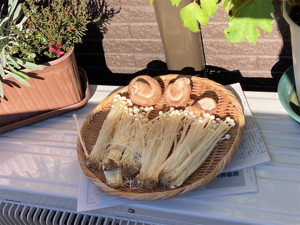 f:id:Magnoliarida:20211113095121j:image