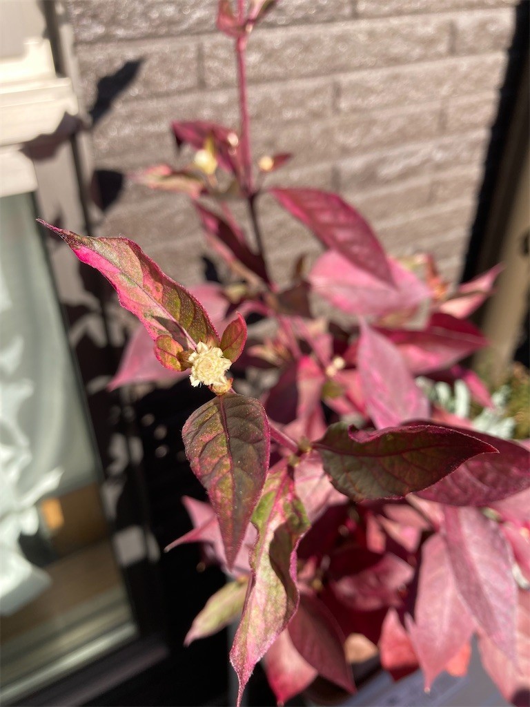 f:id:Magnoliarida:20211113100542j:image