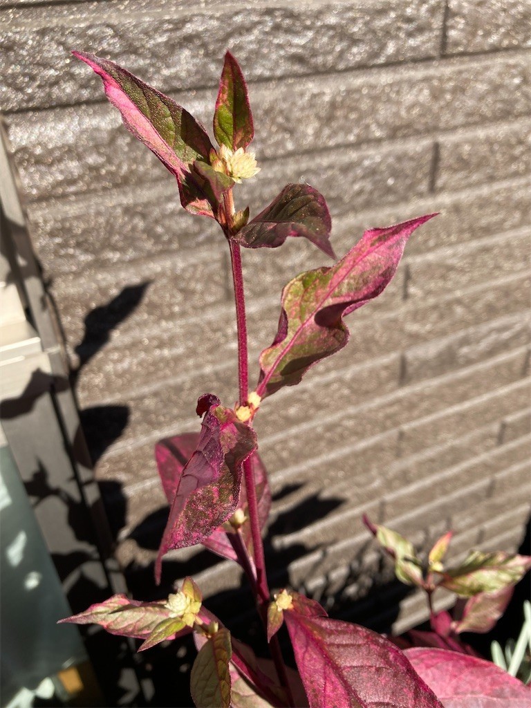 f:id:Magnoliarida:20211113100546j:image