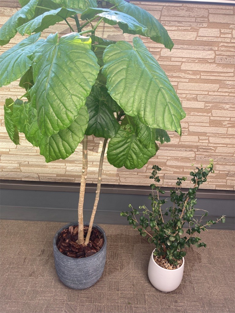 f:id:Magnoliarida:20211120090138j:image f:id:Magnoliarida:20211120090138j:image