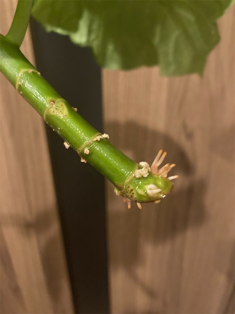 f:id:Magnoliarida:20211207082949j:image f:id:Magnoliarida:20211207082949j:image