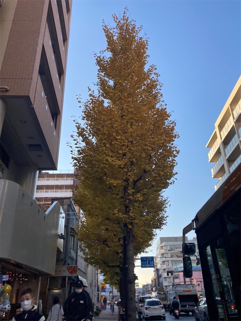 f:id:Magnoliarida:20211209172227j:image f:id:Magnoliarida:20211209172227j:image