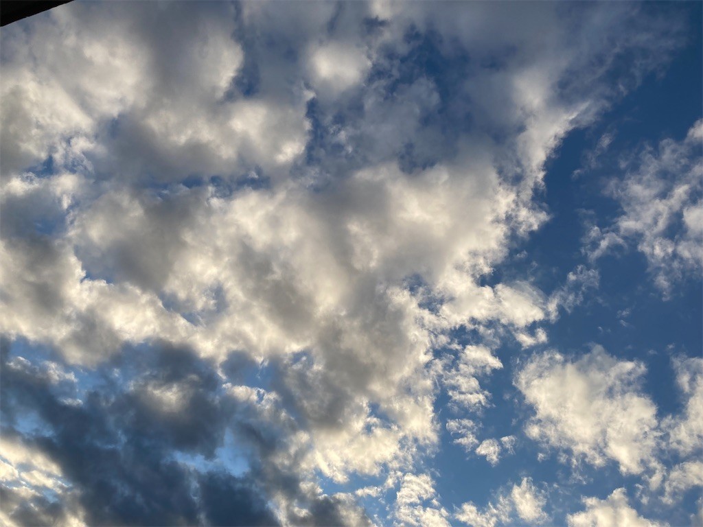 f:id:Magnoliarida:20211214085447j:image f:id:Magnoliarida:20211214085447j:image