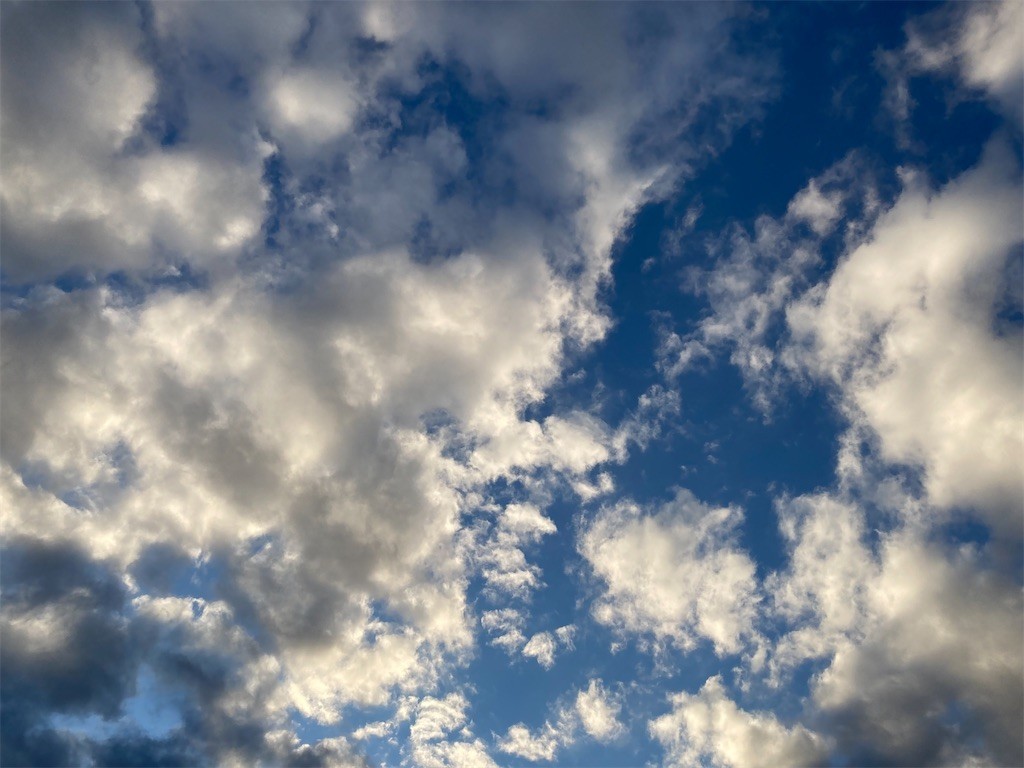 f:id:Magnoliarida:20211214085455j:image f:id:Magnoliarida:20211214085455j:image