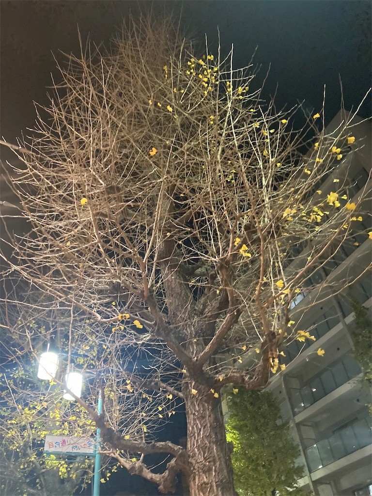 f:id:Magnoliarida:20211219000529j:image