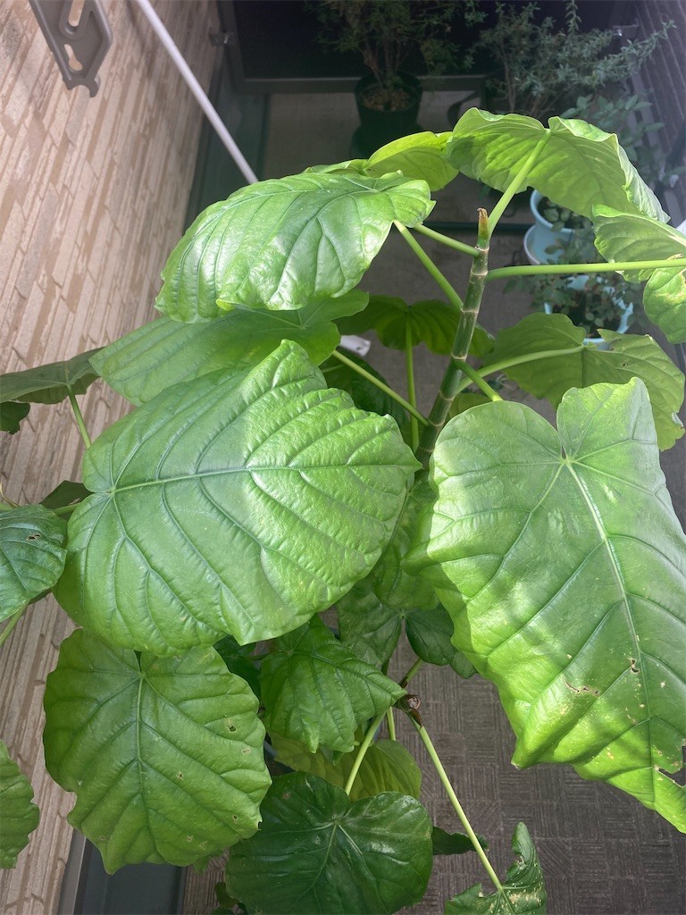 f:id:Magnoliarida:20220115102823j:image f:id:Magnoliarida:20220115102823j:image