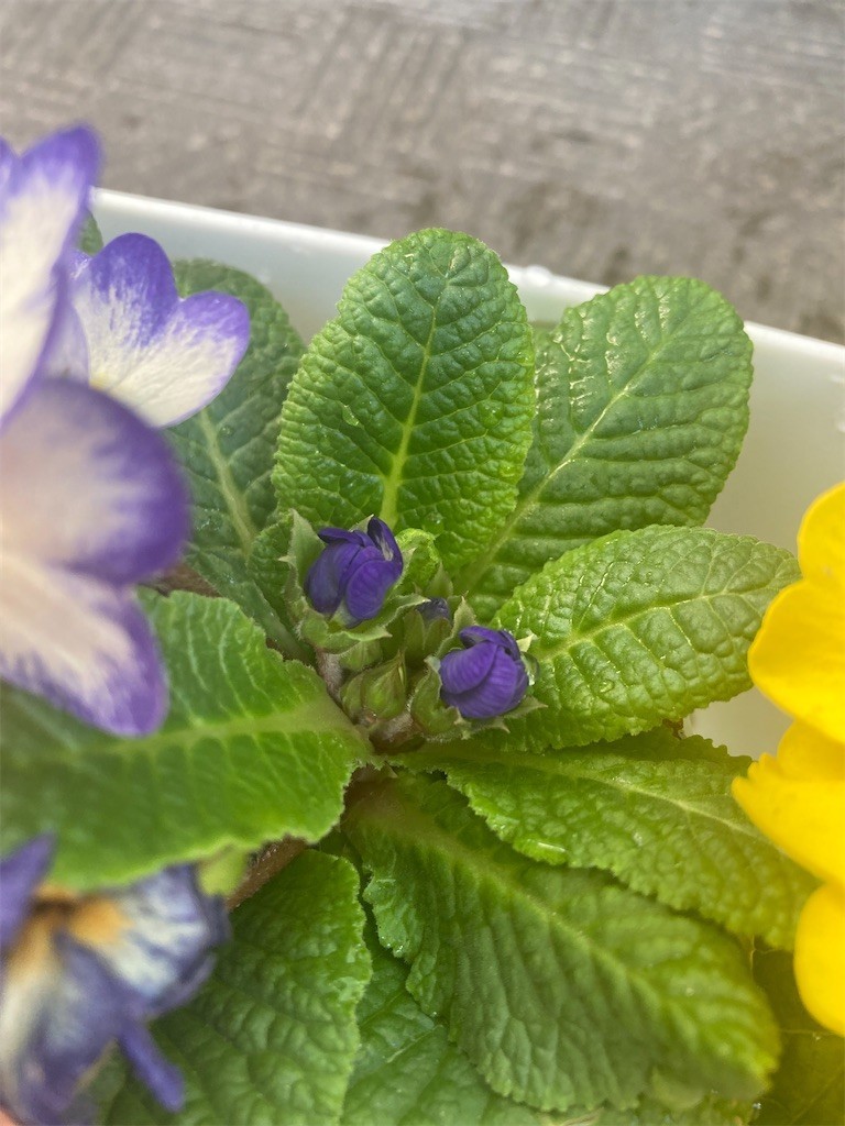 f:id:Magnoliarida:20220222092849j:image