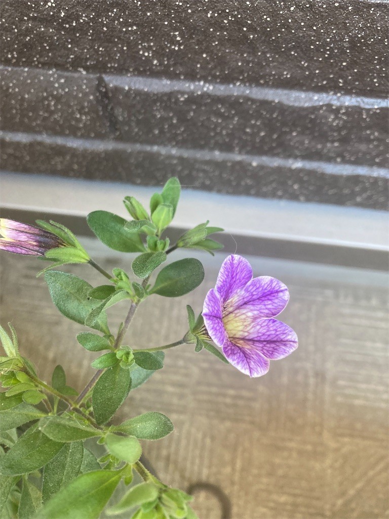 f:id:Magnoliarida:20220222092858j:image