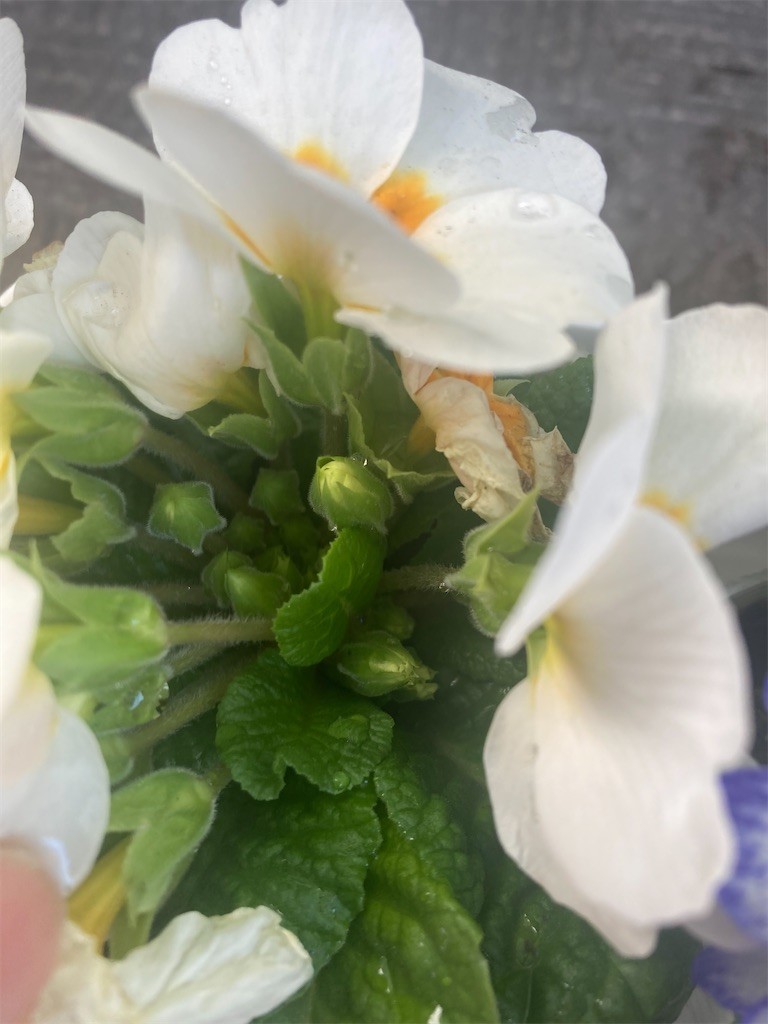 f:id:Magnoliarida:20220222092901j:image