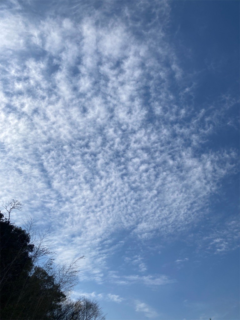 f:id:Magnoliarida:20220226214812j:image f:id:Magnoliarida:20220226214812j:image