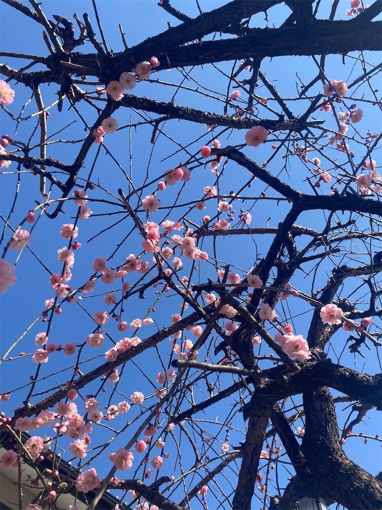 f:id:Magnoliarida:20220227105733j:image